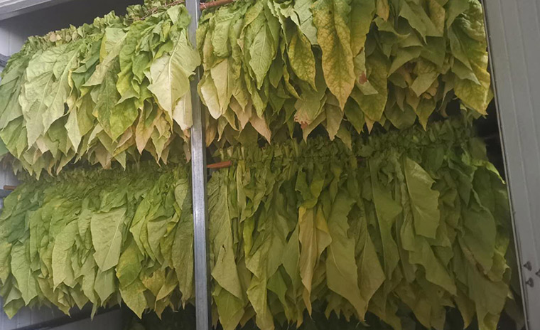 煙草烘干項目