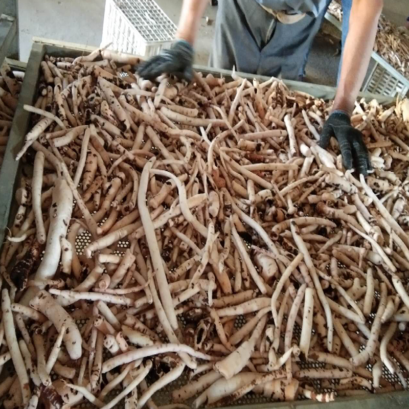 白術、白勺烘干項目