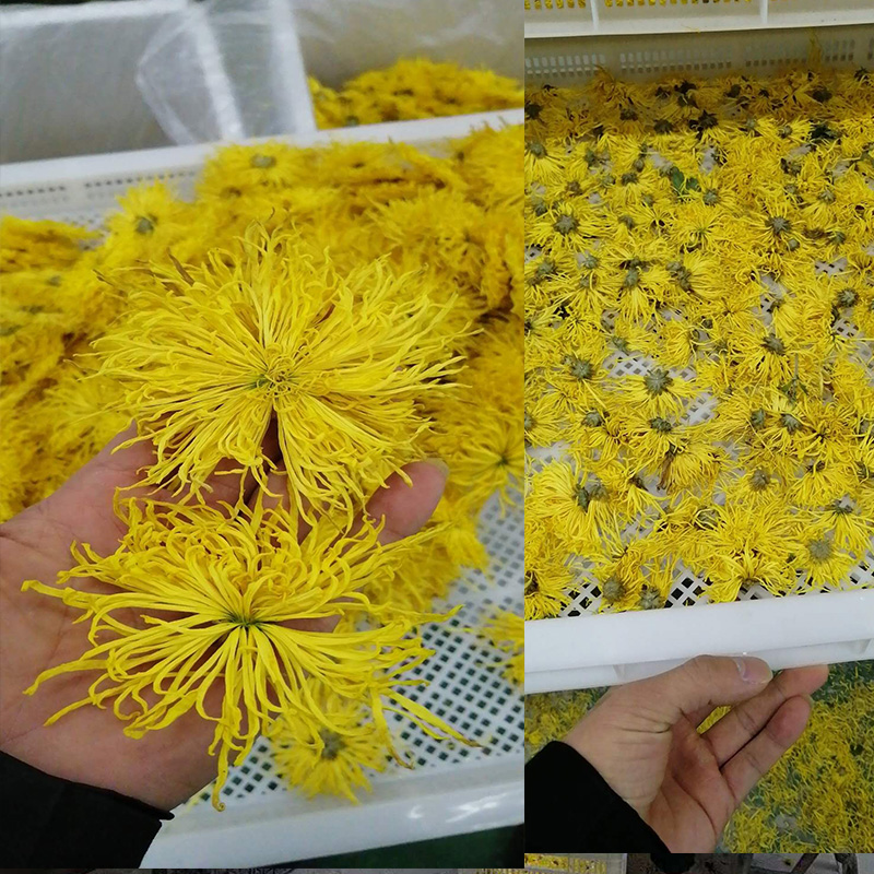 金絲皇菊烘干項(xiàng)目