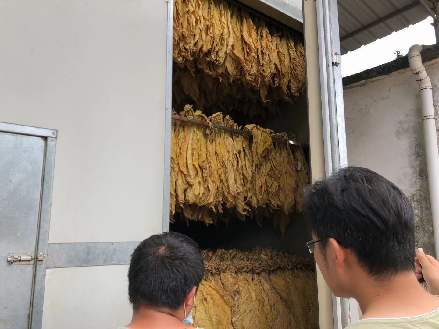 了解煙草烘干的小知識