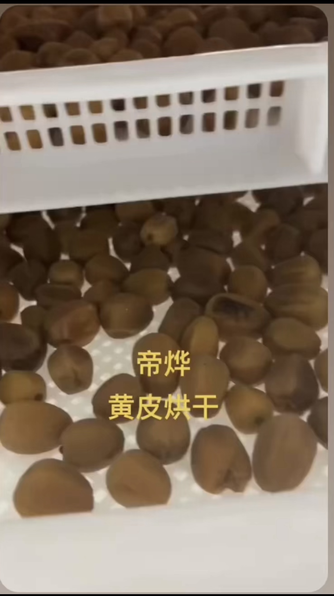 黃皮烘干項目