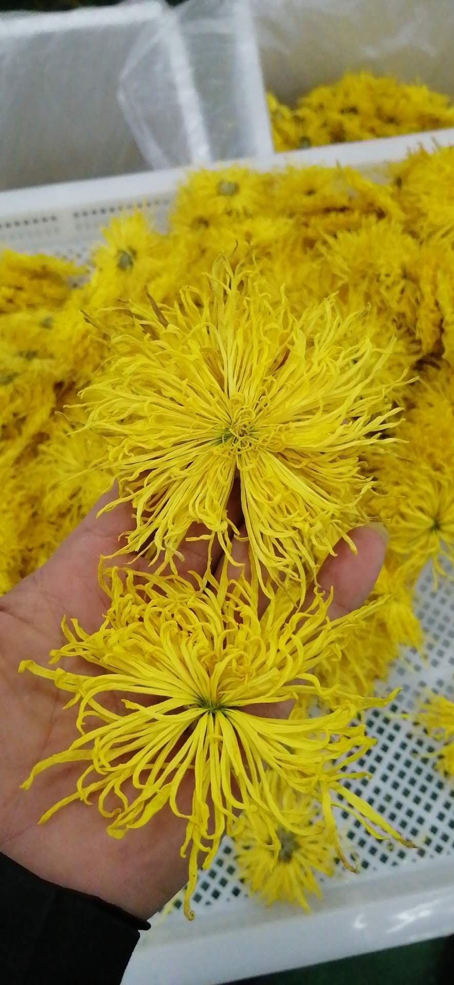 金絲皇菊用空氣能烘干怎么樣，節(jié)能嗎？