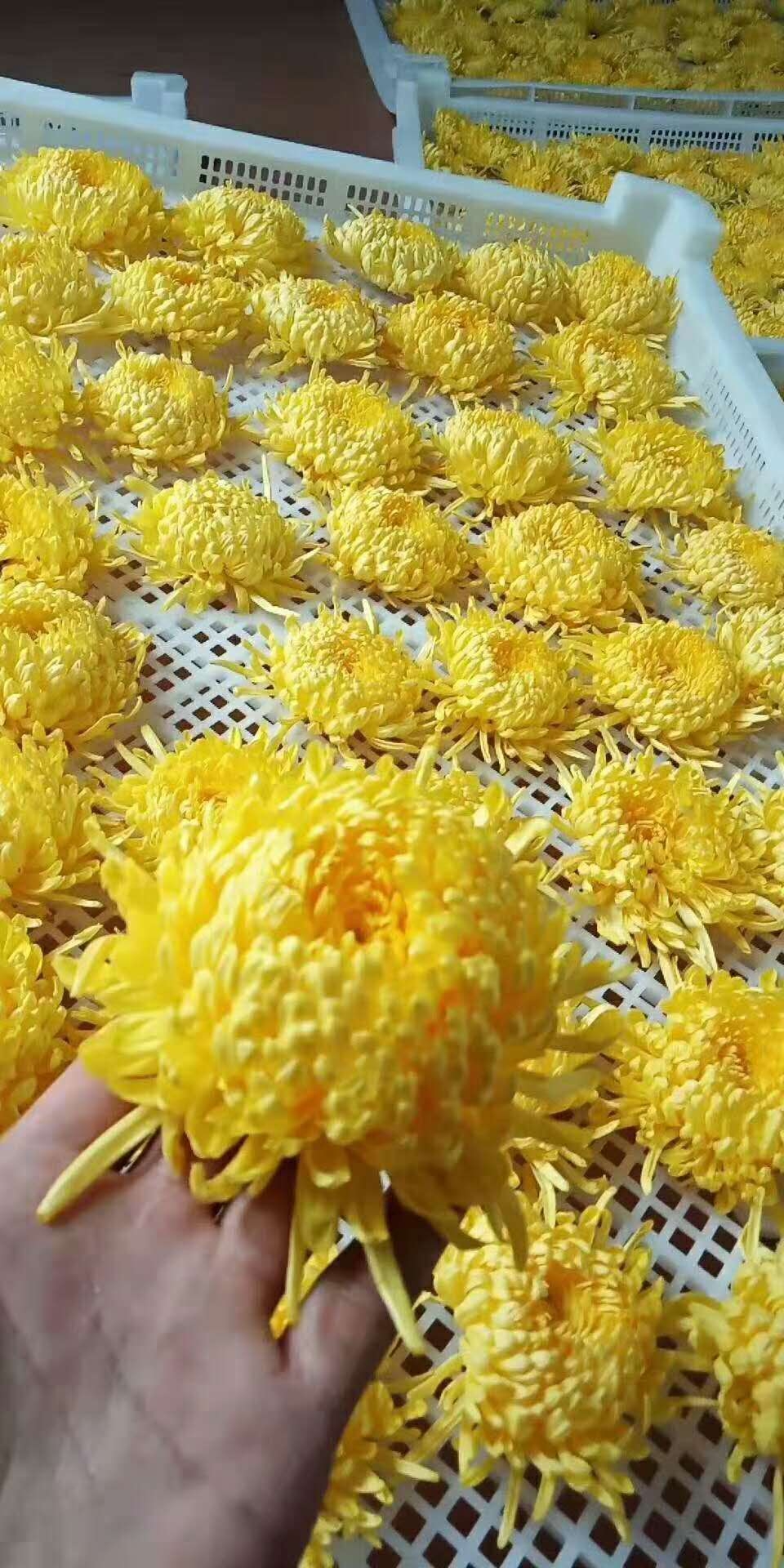 金絲皇菊烘干5.jpg