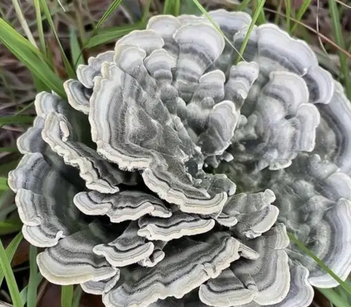 干巴菌烘干：從鮮到干的完美解決方案