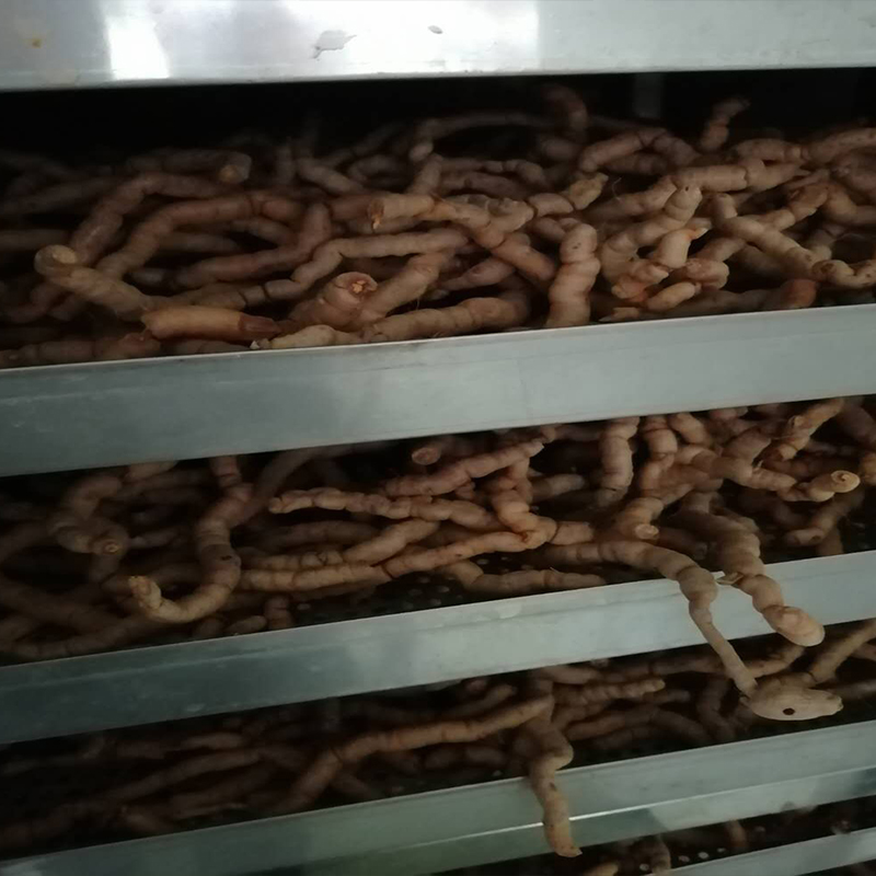 巴戟烘干項目