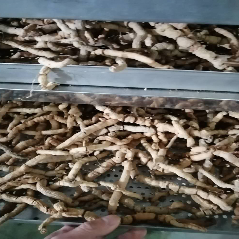 巴戟烘干項目