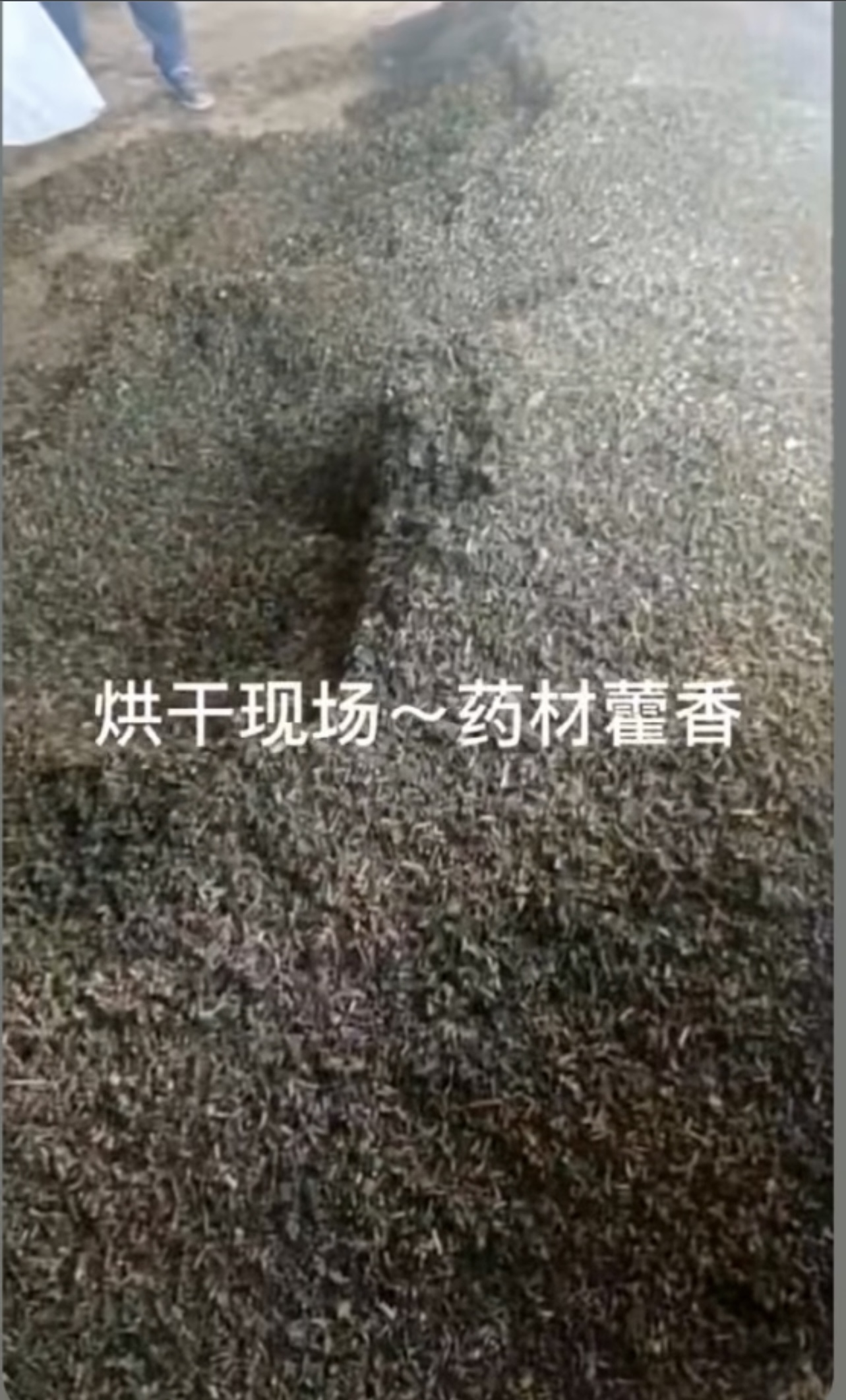 藿香烘干項目