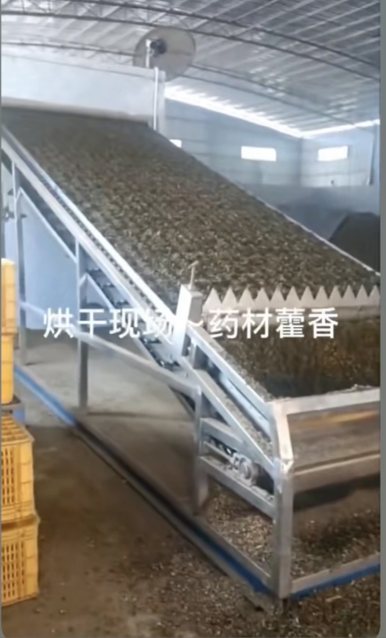 藿香烘干項目