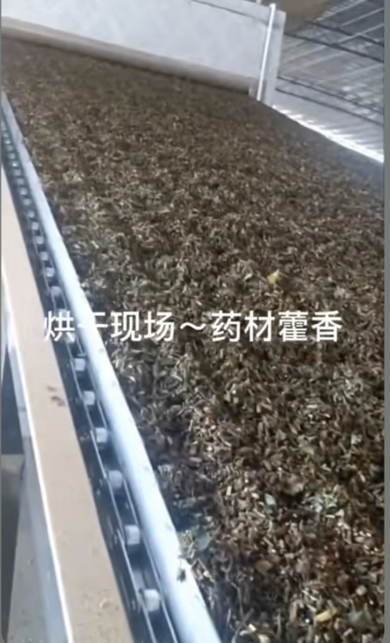 藿香烘干項目