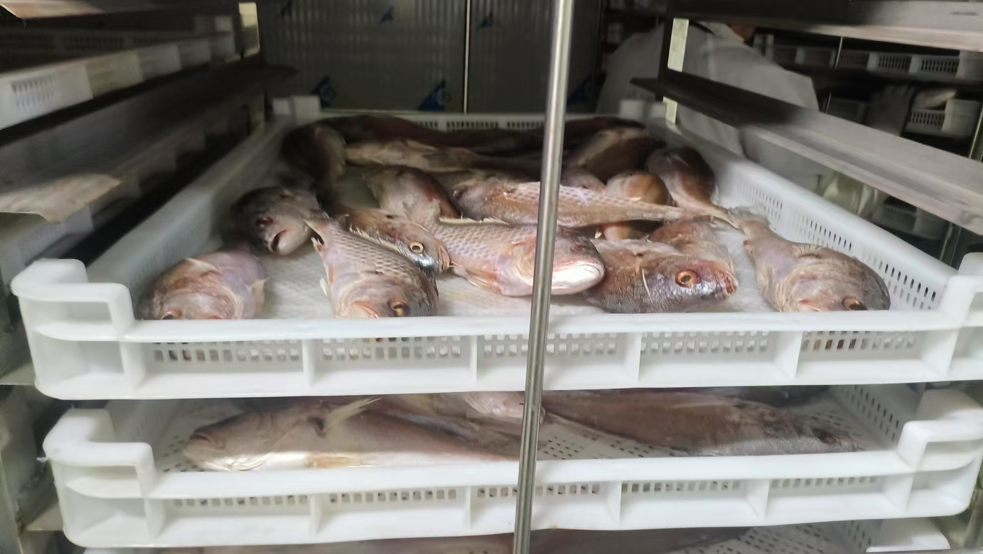 帝燁烘干機—韓國釜山海魚烘干項目