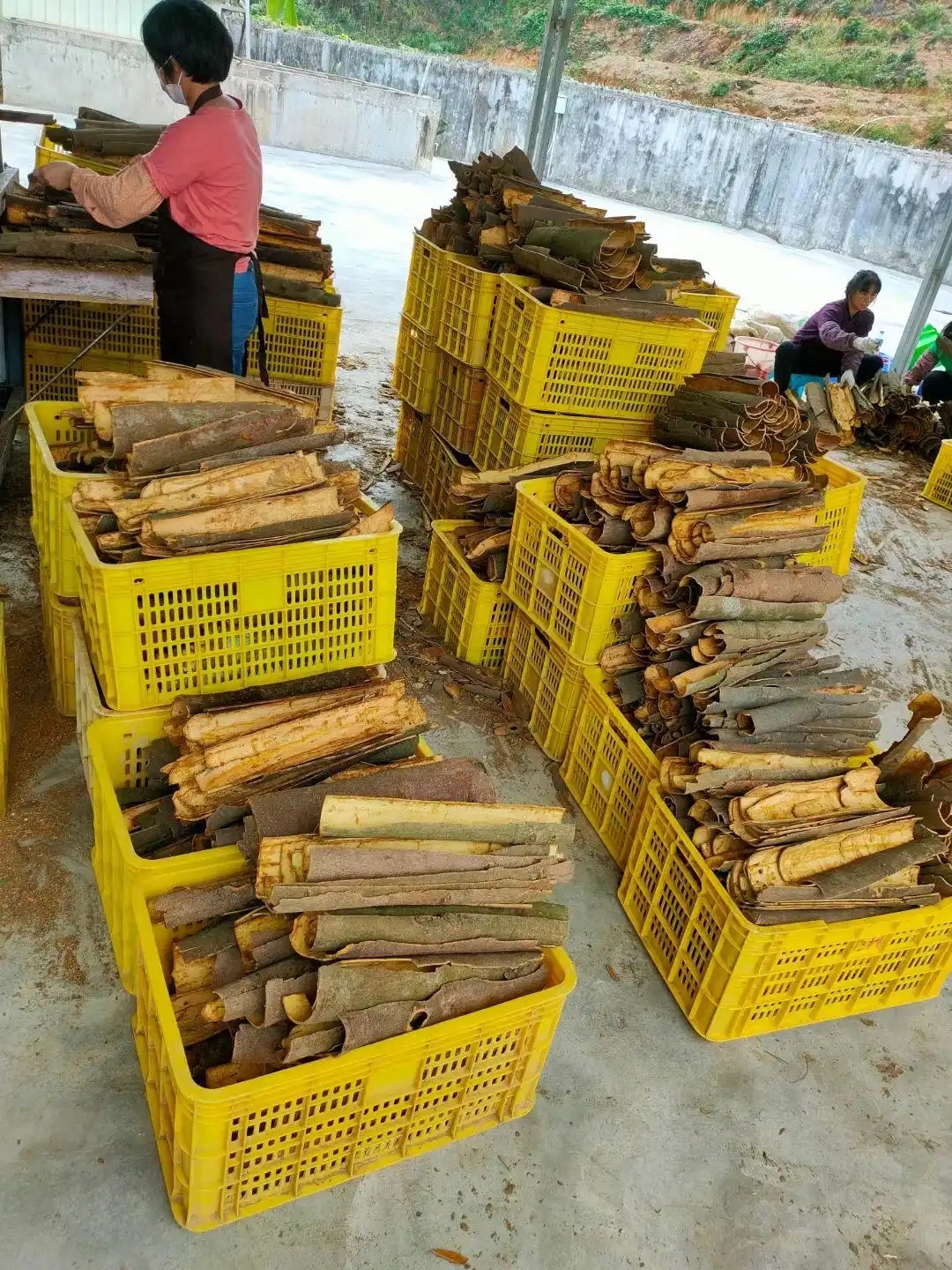桂皮烘干工藝：保留獨特香氣與藥用價值