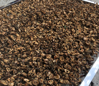 刺梨烘干：熱泵烘干技術，為刺梨產業注入新活力