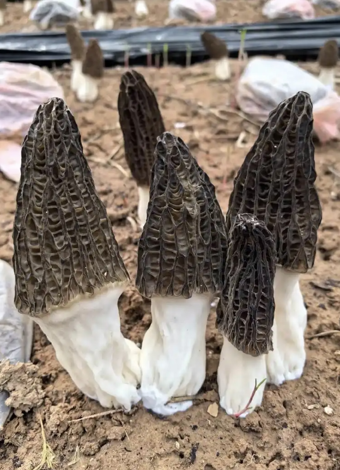 什么樣的烘干方式，能讓羊肚菌鮮香翻倍？