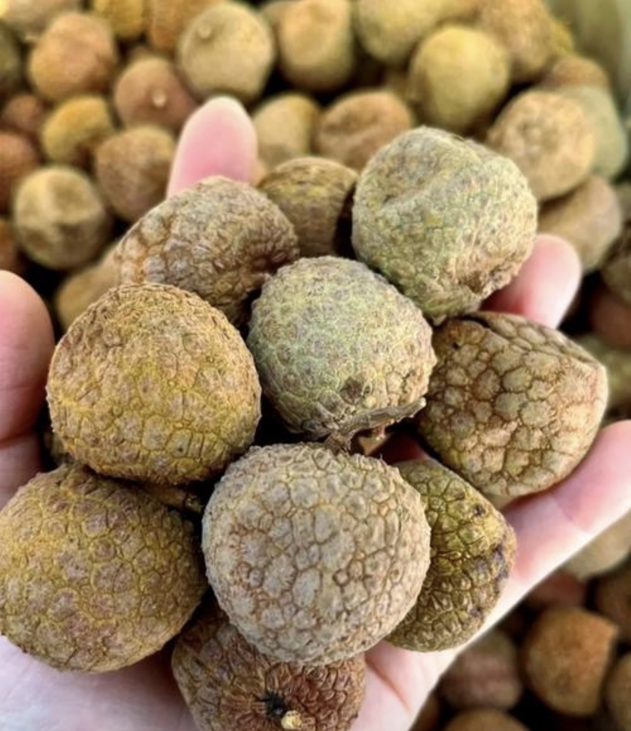 荔枝產量暴增 30%！帝燁烘干設備，助您贏在荔枝產業新周期