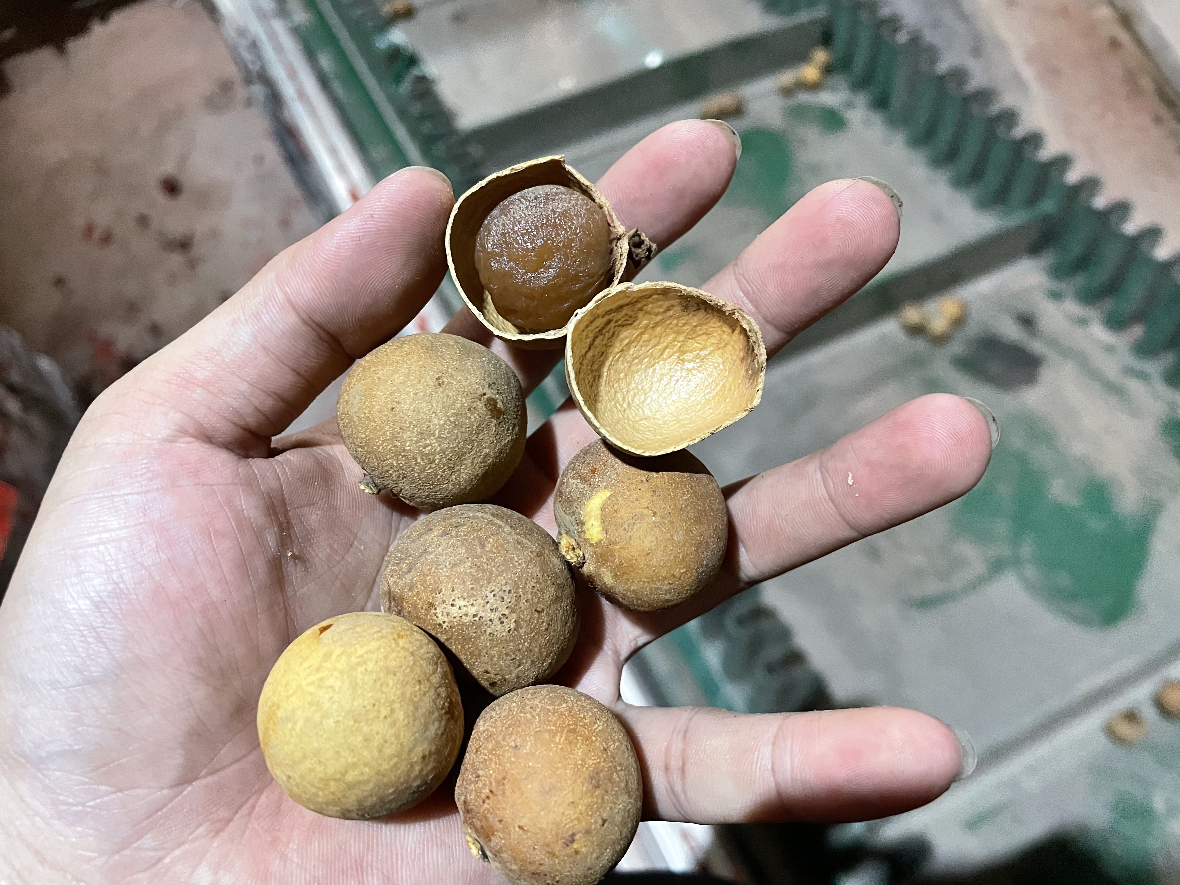 龍眼烘干項目